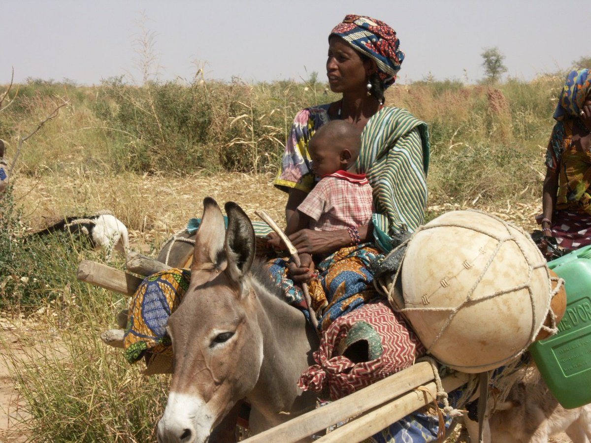 Mobilité pastorale et antibiorésistance : vecteurs de dissémination génétique le long des corridors d'Afrique centrale et de l'Ouest